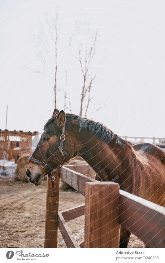 Brown horse in snaffle behind wooden fence pet stallion animal care nature mammal bridle farm saddle horseback pasture field brown countryside hippodrome equine