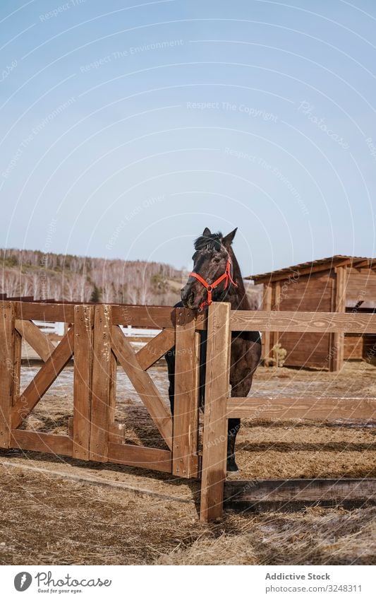 Brown horse in snaffle behind wooden fence pet stallion animal care nature mammal bridle farm saddle horseback pasture field brown countryside hippodrome equine