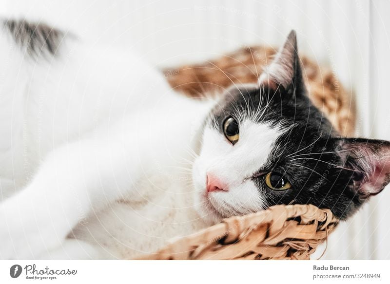 Cute Cat Portrait At Home Eyes Striped Strange Happy Whiskers shorthair Expression Close-up Lovely Head Looking Meow Healthy Joy Living thing Ear pussy wildlife