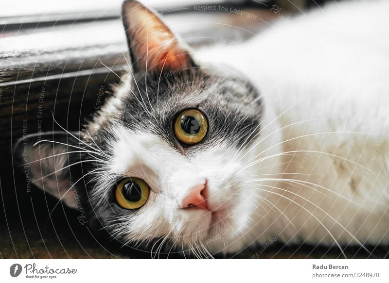 Cute Cat Portrait At Home Eyes Striped Strange Happy Whiskers shorthair Expression Close-up Lovely Head Looking Meow Healthy Joy Living thing Ear pussy wildlife