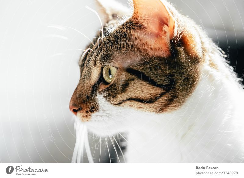 Cute Cat Portrait At Home Eyes Striped Strange Happy Whiskers shorthair Expression Close-up Lovely Head Looking Meow Healthy Joy Living thing Ear pussy wildlife