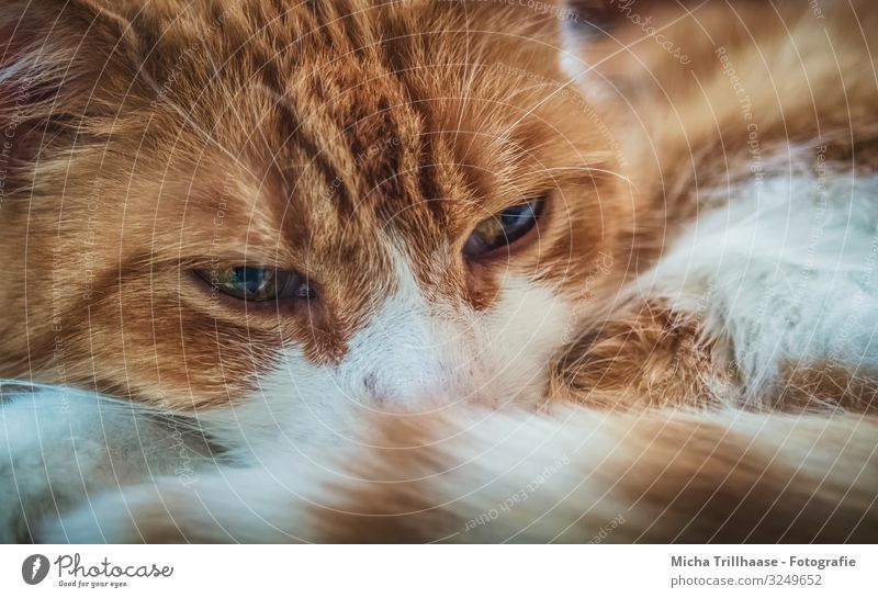 Slumbering cat on the couch Animal Pet Cat Animal face Pelt Head Eyes Nose Whisker Tails 1 Observe Relaxation Glittering Looking Sleep Near Natural Cute Blue