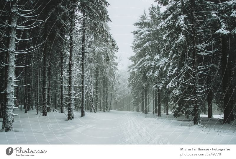 Clearing in the snow-covered forest Vacation & Travel Tourism Winter vacation Skiing Nature Landscape Sky Sunlight Fog Ice Frost Snow Plant Tree Forest