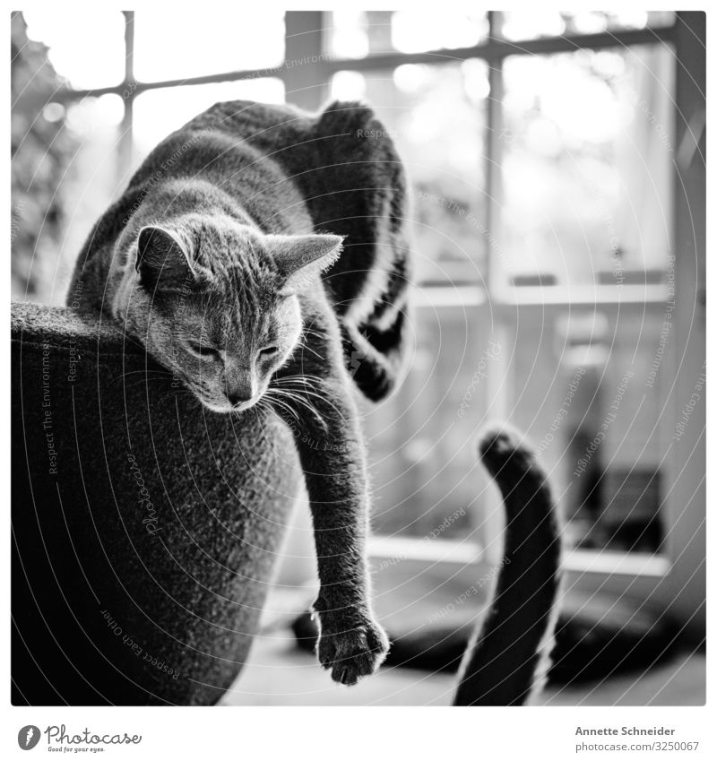 Lazy cat Animal Pet Cat 1 Playing Black White Interior shot Morning Shallow depth of field Long shot Downward