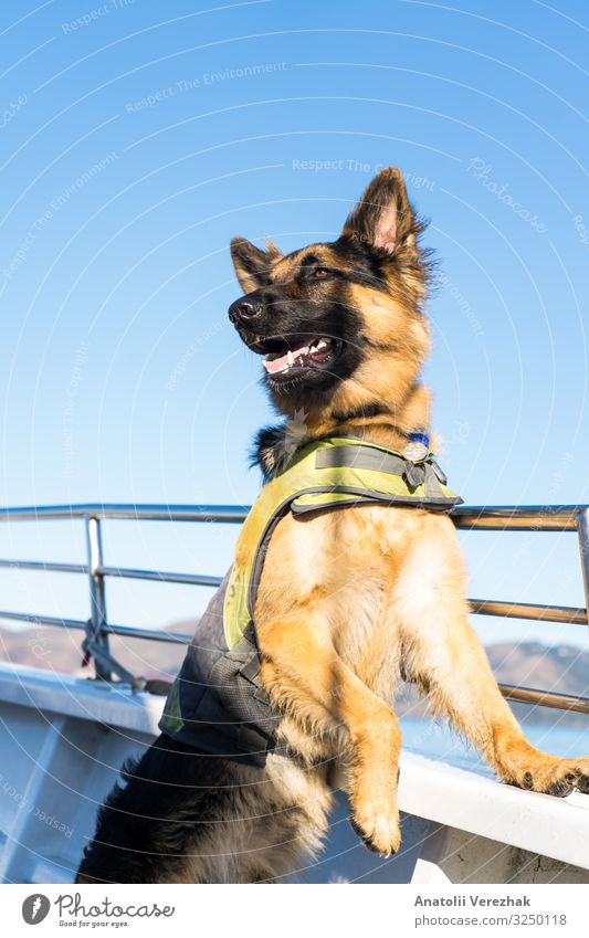 German Sheppard dog posing at the boat Joy Friendship Adults Teeth Nature Animal Fur coat Pet Dog Listening Cute Brown Black Protection Safety (feeling of)