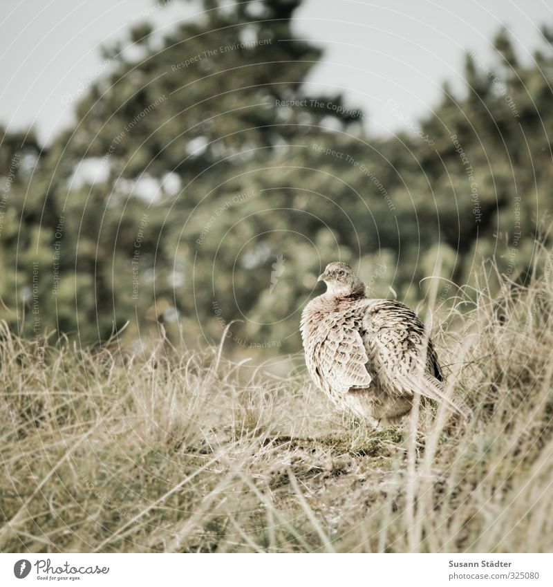 Well camouflaged Animal Wild animal 1 Life Pheasant Spiekeroog Beach dune Marram grass Pallid One animal Observe animal carcasses Subdued colour Exterior shot