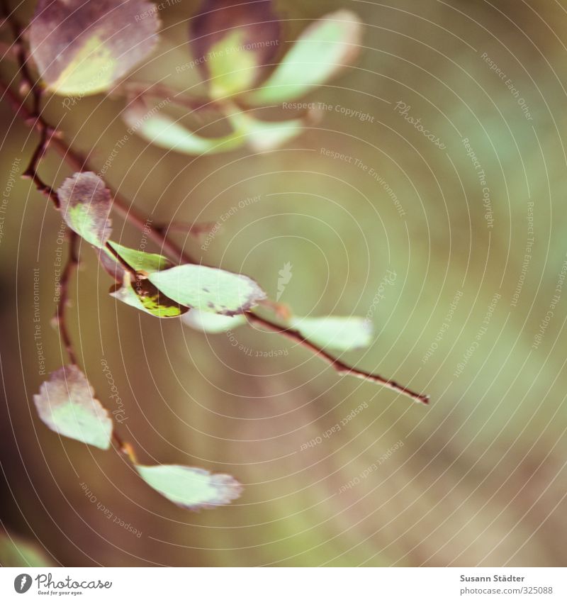 -_ Plant Tree Leaf Foliage plant Wild plant Old Autumnal Faded Colouring Autumnal colours Branch leaf family Leaf green Exterior shot Close-up Detail Deserted