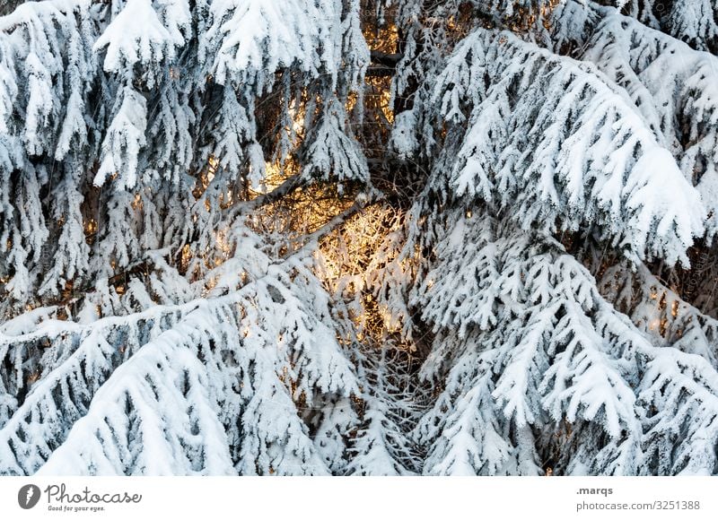 preheating Christmas & Advent Nature Winter Snow Branch Spruce Cold Anticipation Glow Warmth Pensive Colour photo Exterior shot Close-up Deserted Day