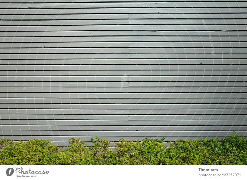 Facade with hedge Vacation & Travel Plant Bushes Hedge Village Wall (barrier) Wall (building) Wood Line Esthetic Simple Gray Green Emotions Modern Decent