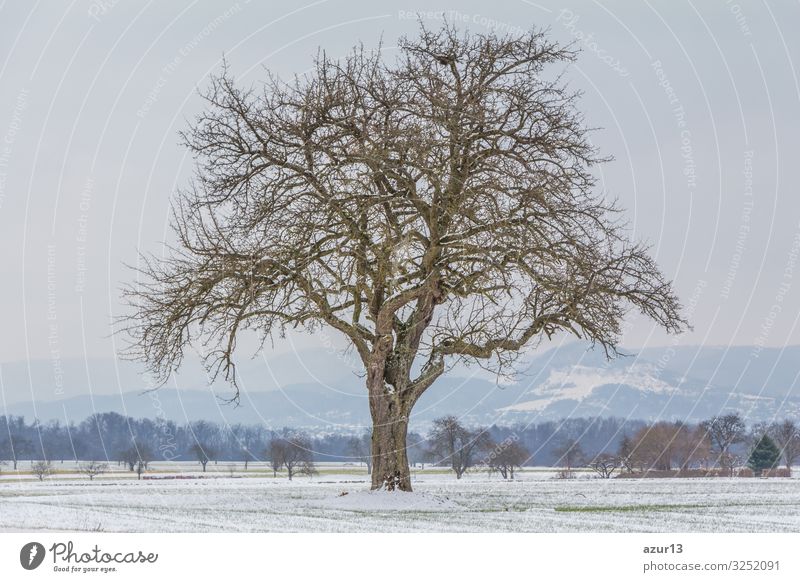 Large single tree in winter snow nature with naked branches Beverage Life Winter Nature Idyll climate change season silence solitude seasonal time year weather