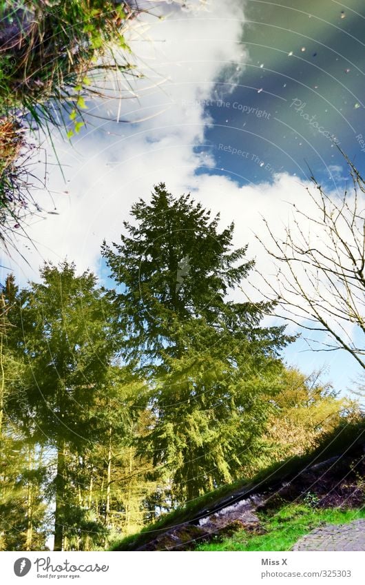 mirror image Water Weather Beautiful weather Rain Tree Lake Green Puddle Reflection Forest Fir tree Coast Lakeside Colour photo Multicoloured Deserted Sunlight