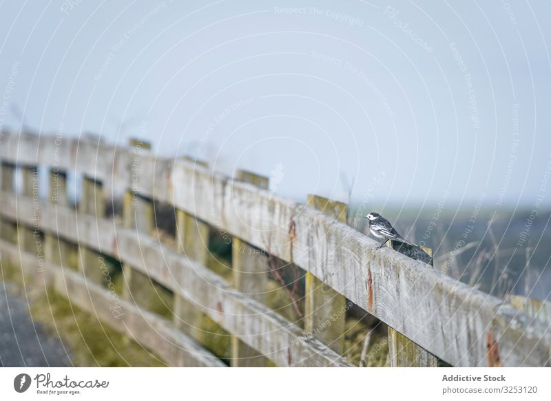 Bird on fence near plants bird sky new chums beach new zealand tree wooden animal nature avian travel tourism trip exotic flight tropical freedom beautiful