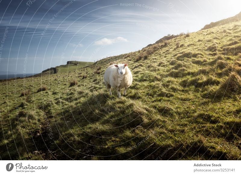 White sheep on green spring field white grass hill northern ireland graze nature cattle livestock pasture meadow rural agriculture farm mammal animal fauna wool