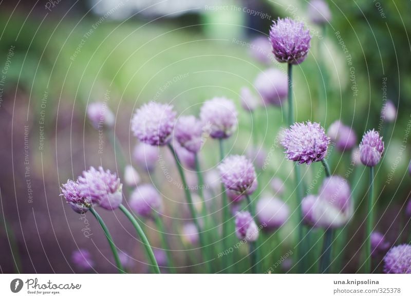 cut tubes Herbs and spices Plant Blossom Garden Fresh Healthy Delicious Natural Wild Green Violet Colour photo Exterior shot Close-up Detail Deserted