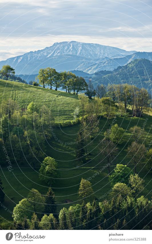 The Ötscher Landscape Tree Meadow Forest Hill Mountain Peak Snowcapped peak Beautiful Nature Mostviertel Austria Colour photo Exterior shot Morning Day