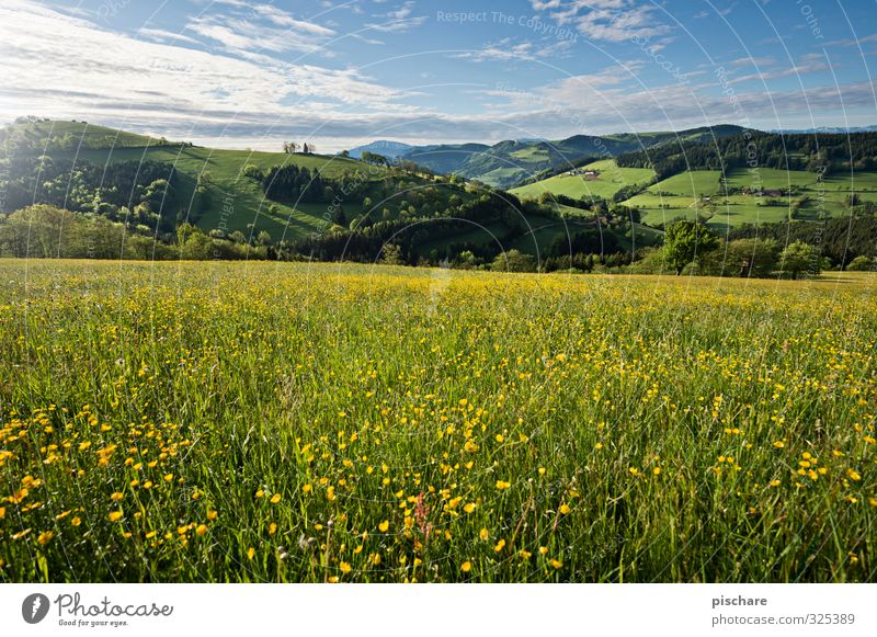 summer meadow Nature Landscape Spring Summer Beautiful weather Flower Meadow Hill Fresh Mostviertel Austria Dandelion Colour photo Exterior shot Day