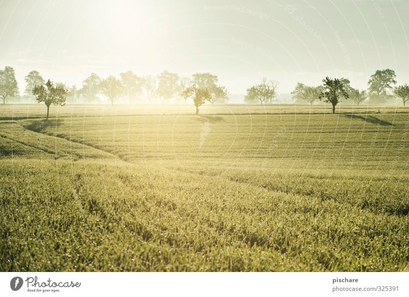 Early in the morning in Austria Landscape Sun Tree Grass Field Beautiful Nature Mostviertel Fog Colour photo Exterior shot Deserted Morning Light Reflection