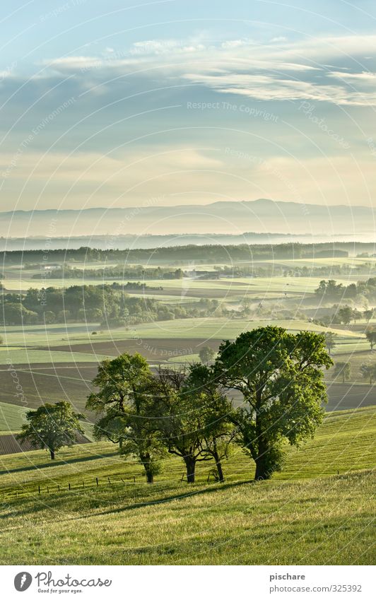 In the country Landscape Fog Tree Meadow Field Natural Green Austria Mostviertel Colour photo Exterior shot Copy Space top Dawn