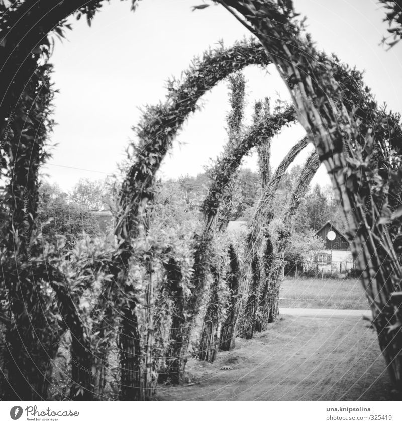 arches Nature Plant Foliage plant Garden Park Exceptional Natural Arch Spreewald Lausitz forest Castle (Spreewald) Tendril Black & white photo Exterior shot