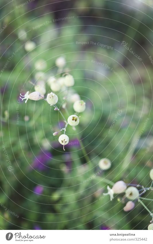 owl mirror flower Nature Plant Flower Grass Wild plant Garden Meadow Natural Green Colour photo Subdued colour Exterior shot Close-up Deserted Copy Space top