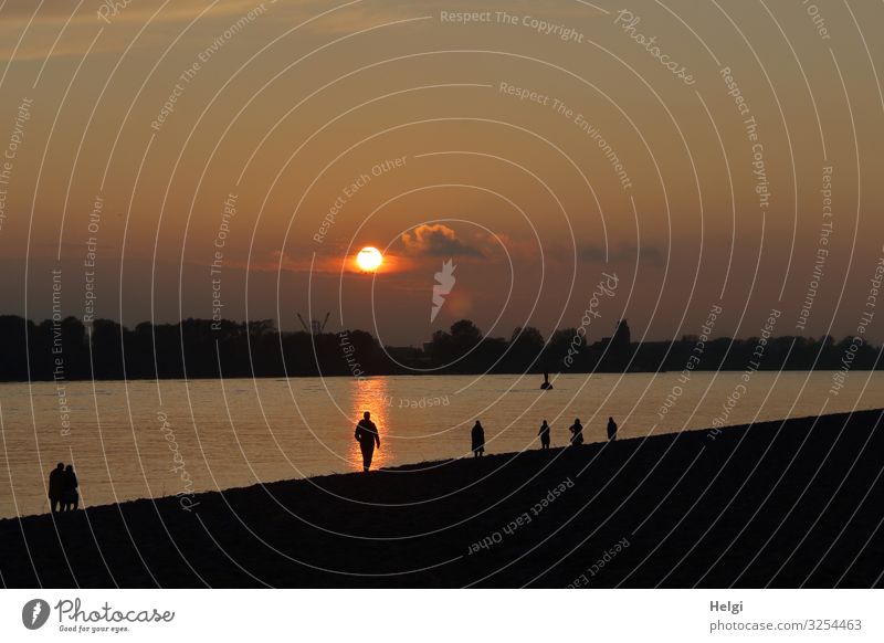 Sunset on the Elbe with silhouettes of people on the banks Human being Environment Nature Landscape Plant Sky Autumn Beautiful weather Tree River bank Elbstrand