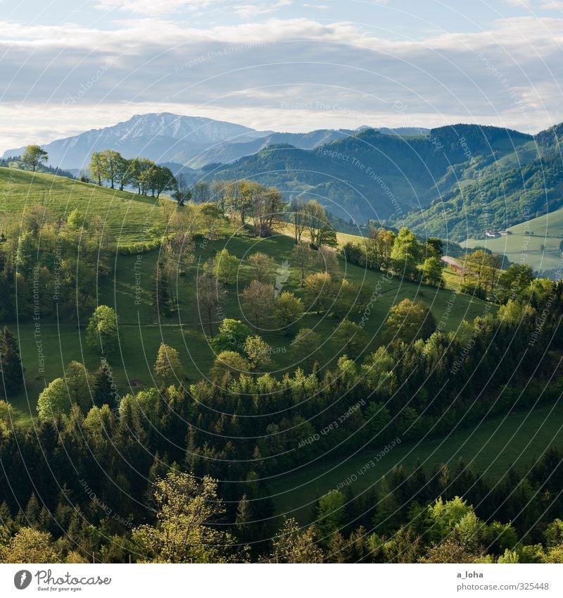 The treasure in Ötscher II Environment Nature Landscape Plant Elements Sky Clouds Horizon Spring Climate Weather Beautiful weather Tree Grass Bushes