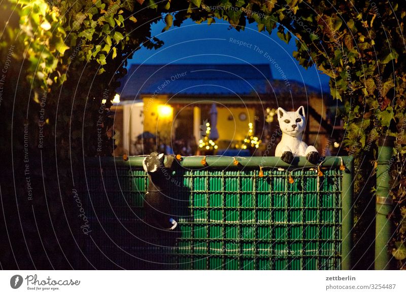 Allotment garden with cats Garden Garden plot Garden allotments Deserted Nature Plant Bushes Copy Space Depth of field Twig Hedge Entrance Door Gate Archway