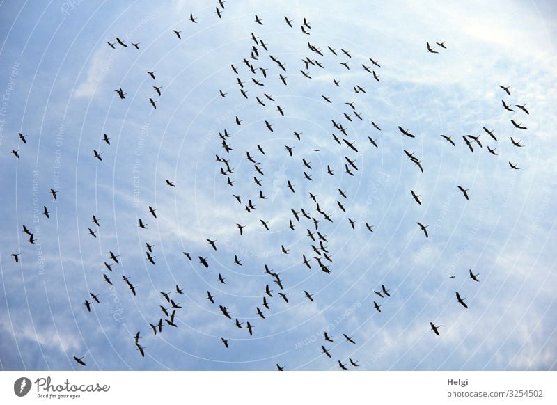 large flock of cranes gather in the sky when the weather is fine Environment Nature Animal Sky Clouds Autumn Beautiful weather Wild animal Bird Crane