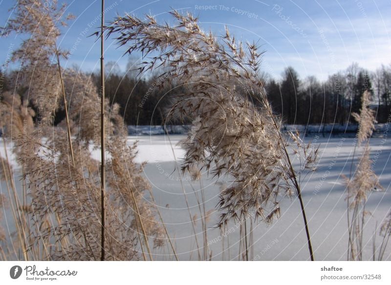 Reed stalks 2 Common Reed Winter Lake Frozen Dry Mountain lake Ice Death Wind