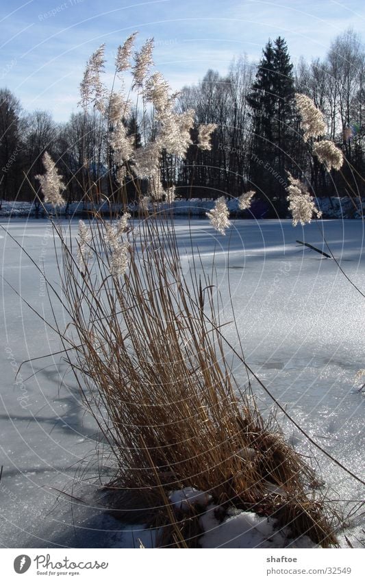 Reed stalks 1 Common Reed Winter Lake Frozen Dry Mountain lake Ice Death