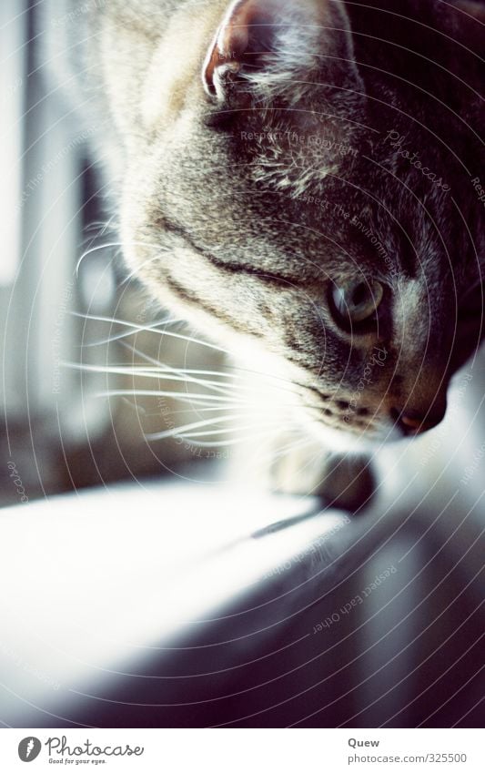 Magnus at the window Animal Pet Cat Animal face Pelt 1 Gray Black Subdued colour Interior shot Light Shallow depth of field Animal portrait Front view