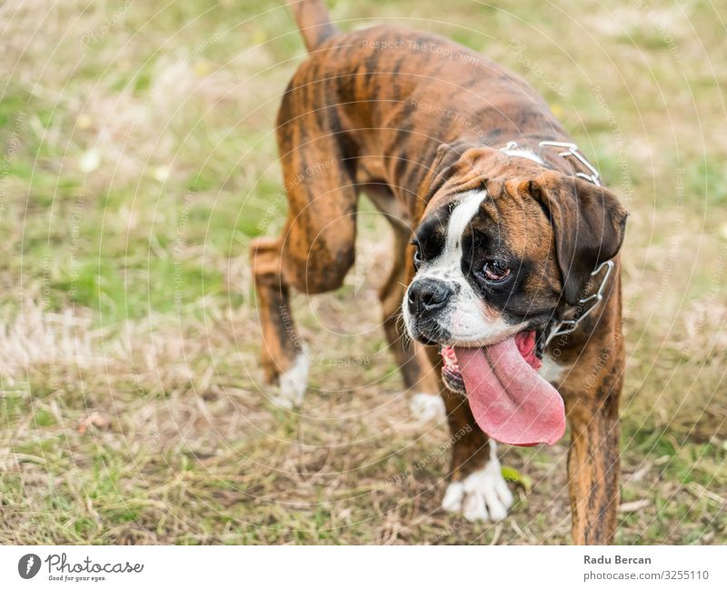 Boxer Dog Portrait Closeup In Park Pet Breed Cute Mammal Portrait photograph White Purebred Domestic Brown Friendship doggy Lie (Untruth) Delightful