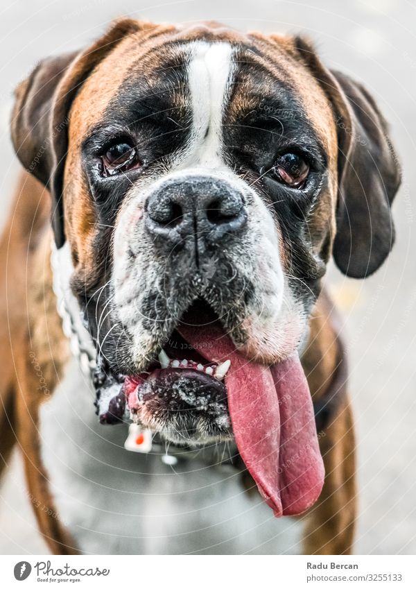 Boxer Dog Portrait Closeup In Park Pet Breed Cute Mammal Portrait photograph White Purebred Domestic Brown Friendship doggy Lie (Untruth) Delightful