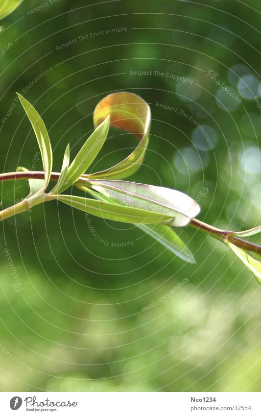 natureleaves Leaf Calm Green Nature Detail Twig