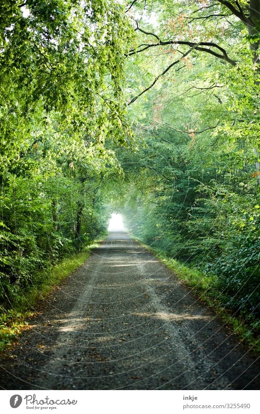 forest path Summer Environment Nature Spring Beautiful weather Tree Bushes Forest Lanes & trails Footpath Promenade Far-off places Fresh Bright Green Growth