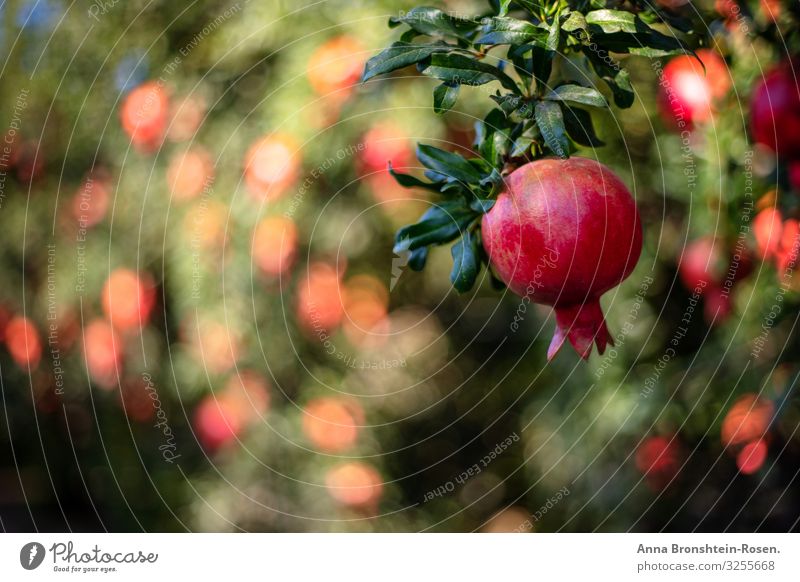 Ripe pomegranate hanging on a tree branch in a fruitful garden Fruit Healthy Eating Summer Garden New Year's Eve Tree Leaf Growth Many Green Red Pomegranate