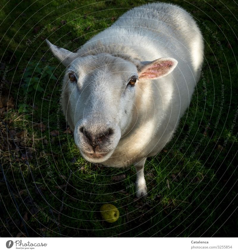 I don't like that apple!   Sheep with apple looks into the camera Shadow Apple looking eye contact Grass Light and shadow play Dark green White Pink colour