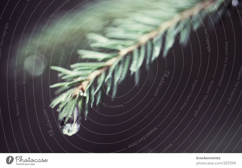 dripping fir tree Environment Nature Plant Tree Foliage plant Fir tree Forest Fluid Fresh Green Fir branch Fir needle Drops of water Water Water reflection