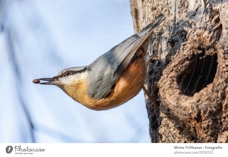 Nuthatch with a grain in its beak Nature Animal Sky Sunlight Beautiful weather Tree Tree trunk Wild animal Bird Animal face Wing Claw Eurasian nuthatch Beak