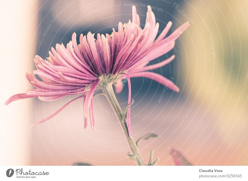 aster flower Nature Plant Flower Blossom Aster Exceptional Pink Joie de vivre (Vitality) Loyalty Romance Autumn Autumn flowering Autumnal Close-up