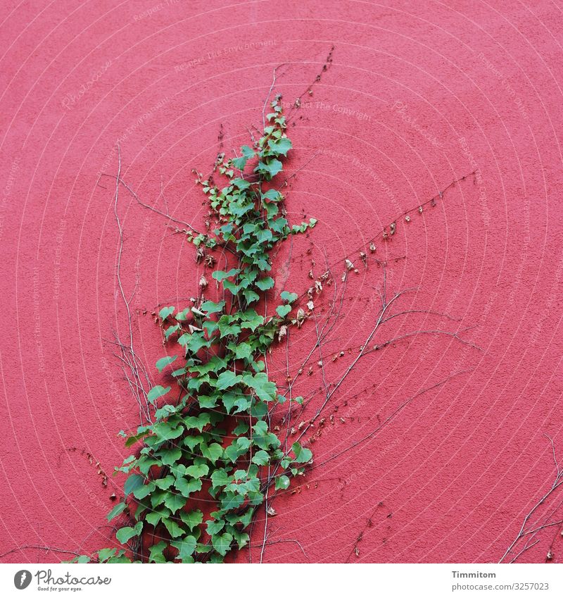 growth Environment Plant Ivy Karlsruhe House (Residential Structure) Industrial plant Wall (barrier) Wall (building) Facade Growth Esthetic Crazy Green Red