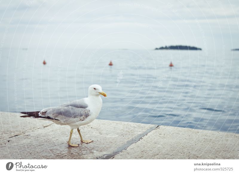 quota seagull picture Water Clouds Bad weather Rain Waves Coast Ocean Rovinj Croatia Harbour Bird Seagull 1 Animal Going Maritime Wet Blue Yellow White