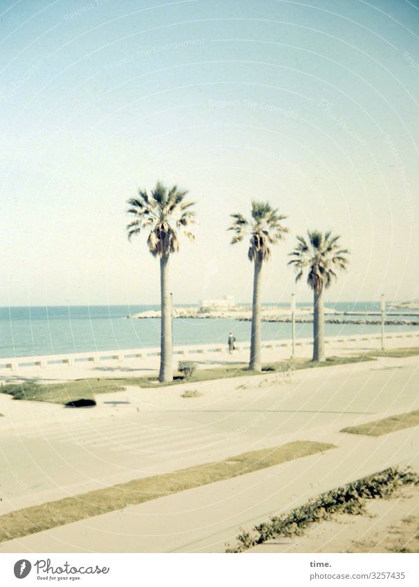 Coastal Decoration Palm tree Summer beach promenade Bay Ocean Water vacation travel In transit Sky Horizon Transport Street Coastal road Sunlight Shadow Tree