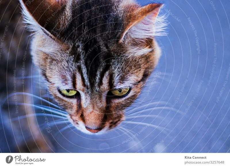 On the hunt Animal Pet Cat Animal face Animal tracks 1 Beautiful Curiosity Style Cats Colour photo Detail Deserted Evening Night Shallow depth of field