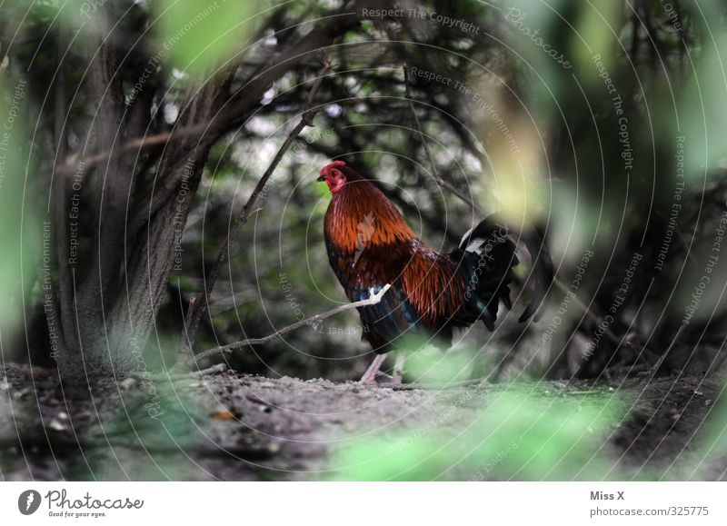 cocks Meat Organic produce Animal Farm animal Bird 1 Pride Swagger Rooster Gamefowl Poultry Free-range rearing Agriculture Chicken coop Hedge Hide Colour photo