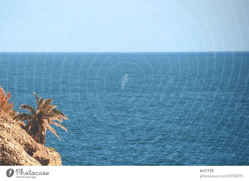 Portofino Sea Coast Landscape Air Water Sky Summer Plant Leaf Foliage plant Wild plant Palm tree Ocean Island Stone Blue Brown Green Italy Rock Mediterranean