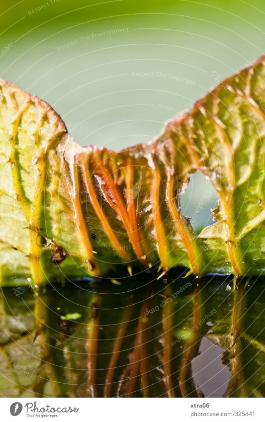 Green. Leaf. Reflection. Nature Plant Foliage plant Exotic Esthetic Colour photo Exterior shot Close-up Detail Macro (Extreme close-up) Copy Space top