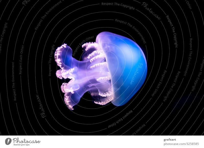 Transparent Blue Jellyfish Floating Through Dark Water animal conservation aquarium aquatic beauty biodiversity biology blue clear danger dangerous deep