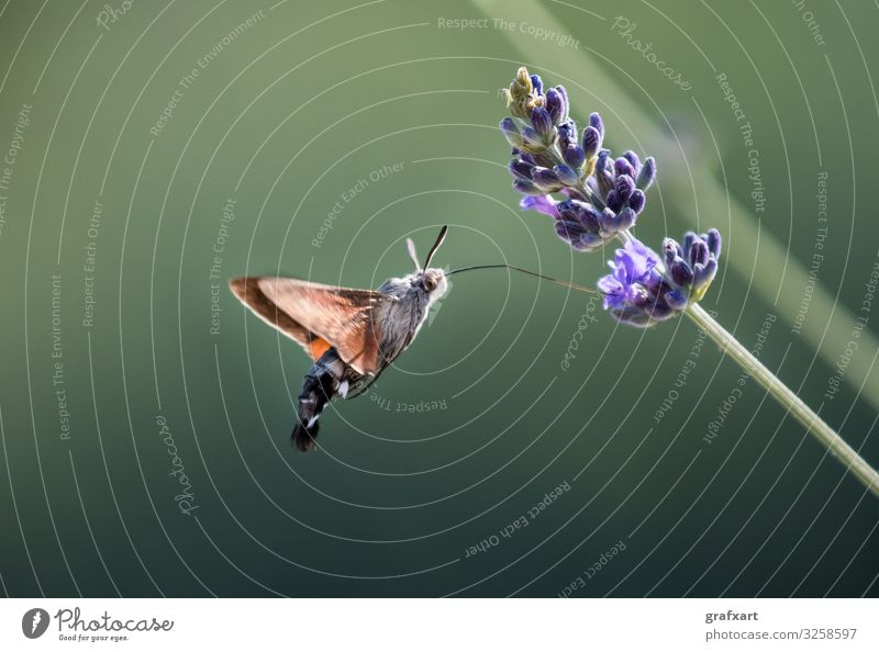 Hummingbird Hawk Moth Butterfly (Macroglossum stellatarum) Drinking Nectar From Flower During Hovering Flight agility animal animal conservation biodiversity