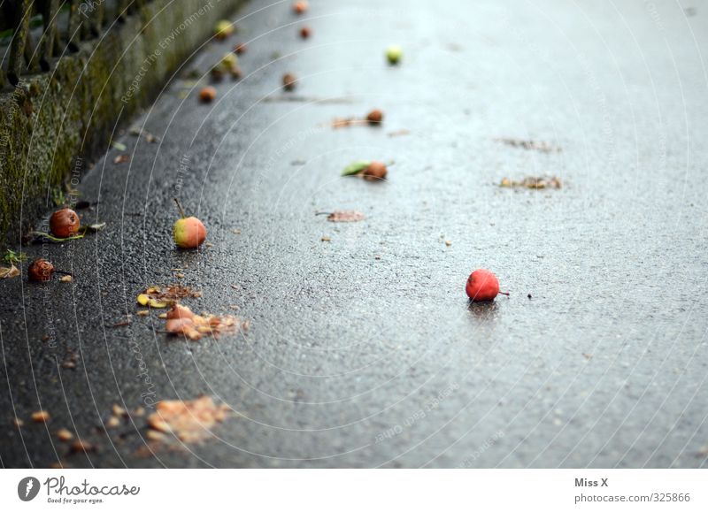 hoarfrost Food Fruit Apple Autumn Bad weather Wet Windfall Pear Autumn storm Autumnal Autumn leaves Leaf Autumnal weather Sidewalk Colour photo Exterior shot